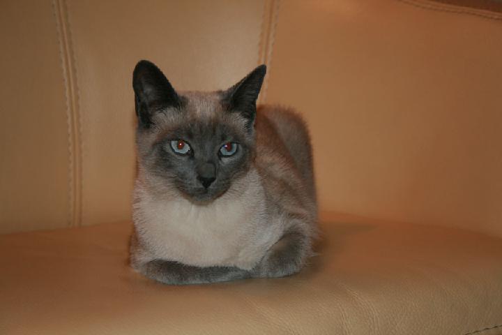 2007-06 Saphir 030.jpg